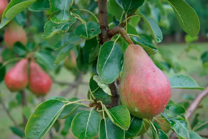 Bioestimulantes agrícolas para frutales