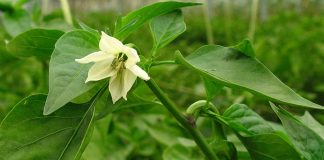 Bioestimulantes agrícolas