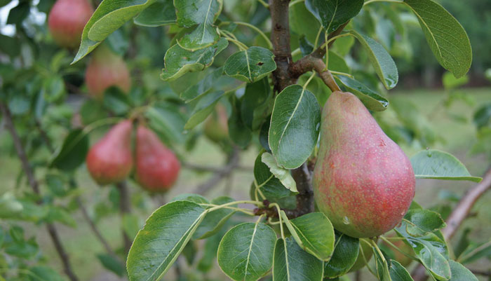 Bioestimulantes agrícolas