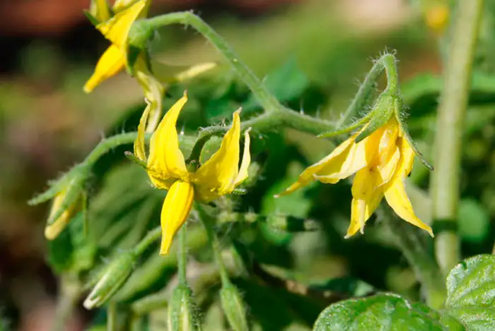 Bioestimulantes agrícolas