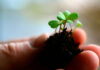 Bioestimulantes agrícolas eficaces y sostenibles