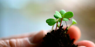 Bioestimulantes agrícolas eficaces y sostenibles