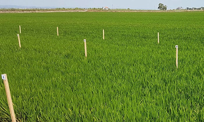 Bioestimulantes agrícolas para el cultivo de arroz