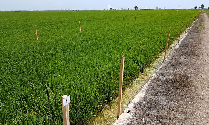 Bioestimulantes agrícolas para el cultivo de arroz