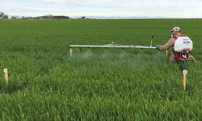 Bioestimulantes agrícolas para el cultivo de arroz