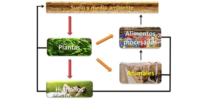 Ciclo de nutrientes incrementados en los programas de biofortificación