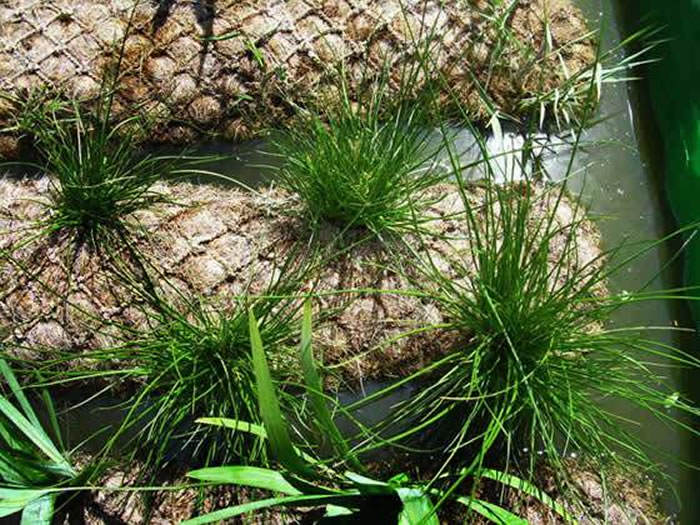 biorrollos vegetados medioambiente