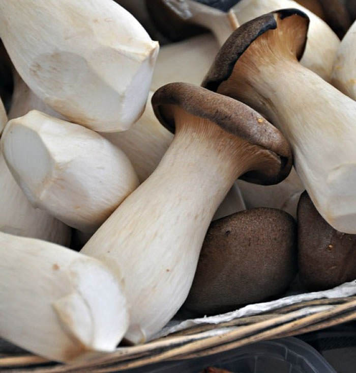 boletus eryngii boletus eryngii