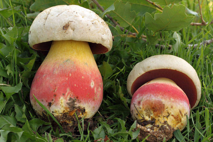 Boletus satanas