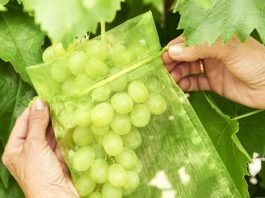 Bolsas protectoras de frutas