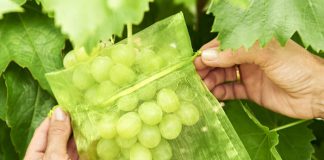Bolsas protectoras de frutas