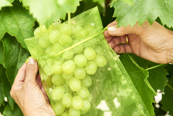 Bolsas protectoras de frutas