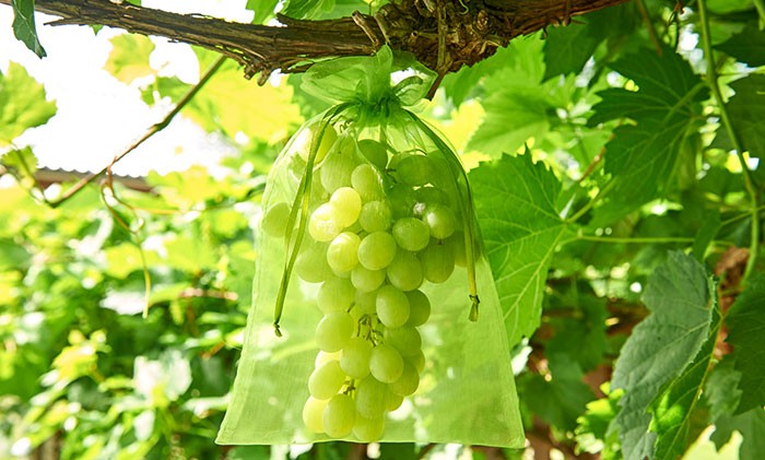 Bolsas protectoras de frutas