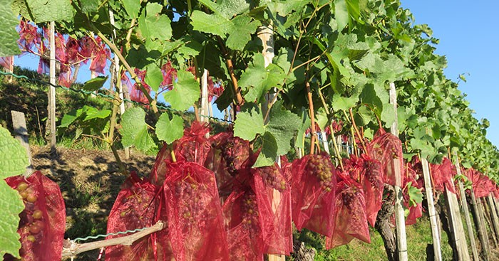 Bolsas protectoras de frutas