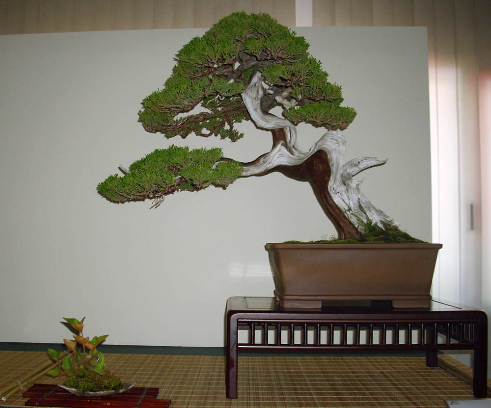 Bonsai