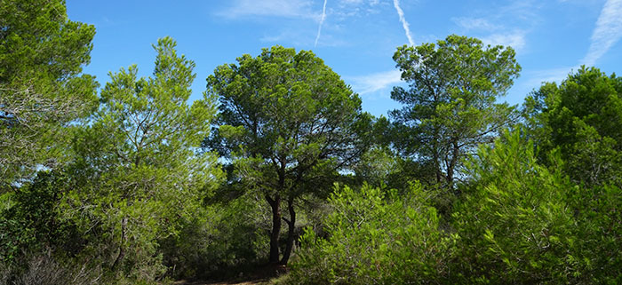 Bosque de pinos