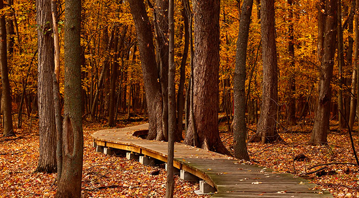 Bosque en otoño