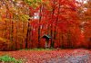 Por qué las hojas cambian de color en otoño
