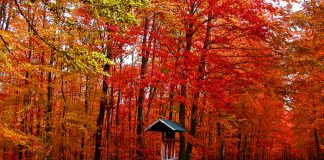 Por qué las hojas cambian de color en otoño