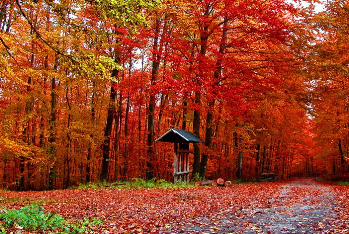 Por qué las hojas cambian de color en otoño