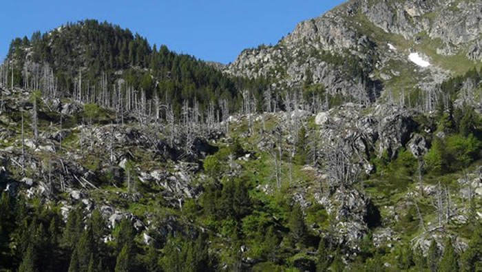 Bosque parcialmente defoliado. / Ángela Ribas