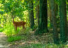 Bosque natural