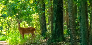 Bosque natural