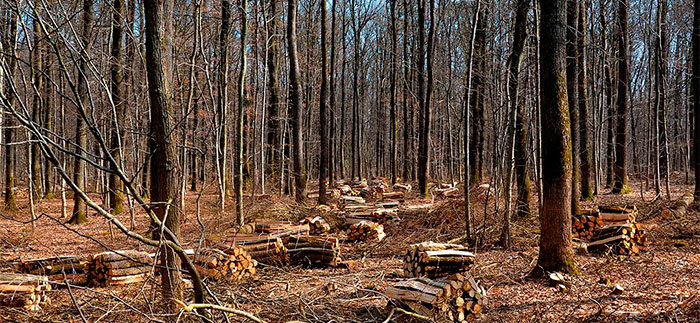 Bosque para madera sostenible