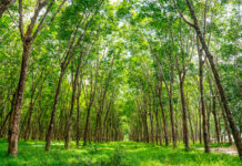 Bosques cultivados de forma sostenible