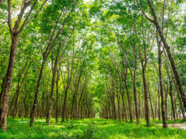 Bosques cultivados de forma sostenible