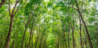 Bosques cultivados de forma sostenible