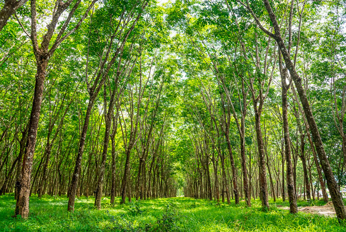Bosques gestionados de forma sostenible