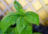 Ocimum basilicum