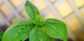Ocimum basilicum