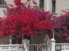 Bougainvillea sanderiana en la entrada de casa