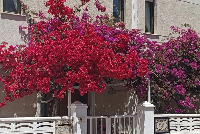 Bougainvillea sanderiana en la entrada de casa
