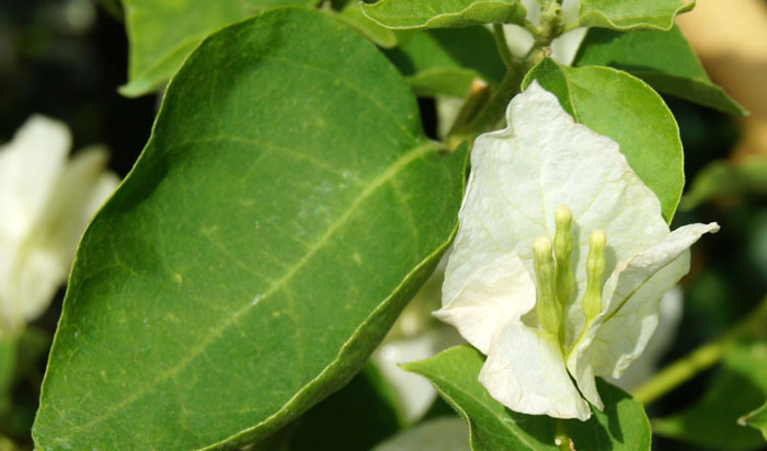 Flores de Bougainvillea spectabilis