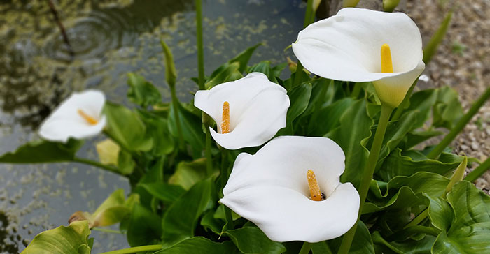 Brácteas de Zantedeschia aethiopica