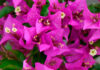 Brácteas de bougainvillea