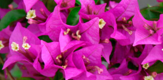 Brácteas de bougainvillea