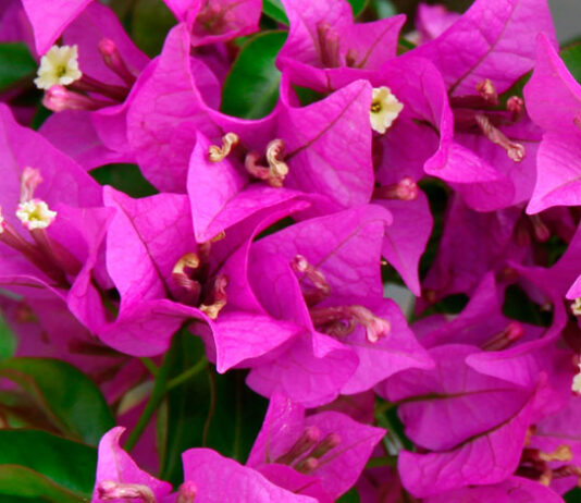 Brácteas de bougainvillea