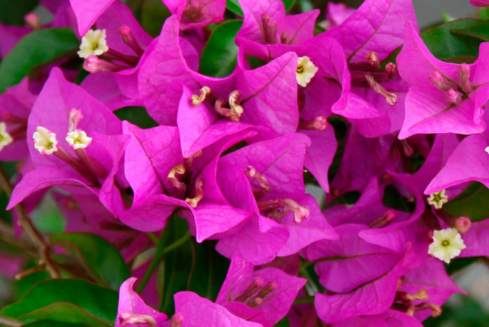 Brácteas de bougainvillea