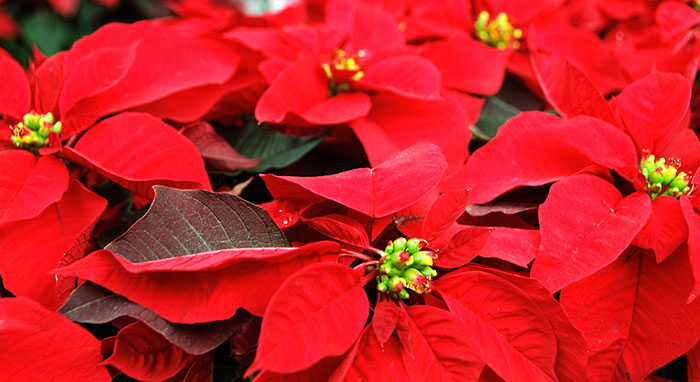 Brácteas de Euphorbia pulcherrima