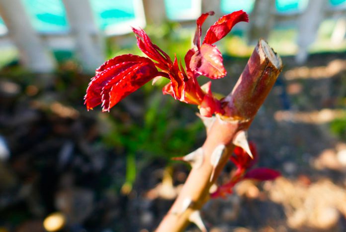 Brotes de rosal