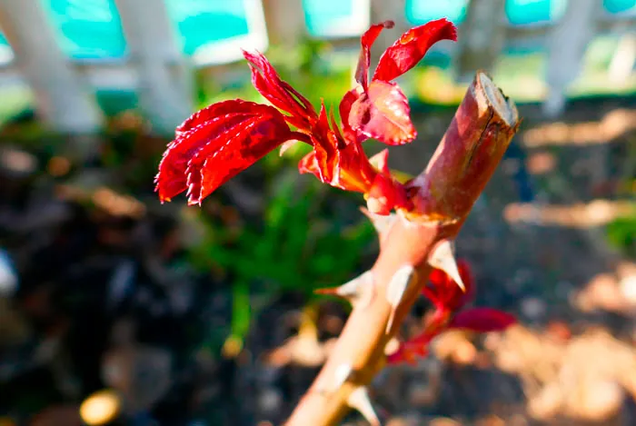 Brotes de rosal tras la poda