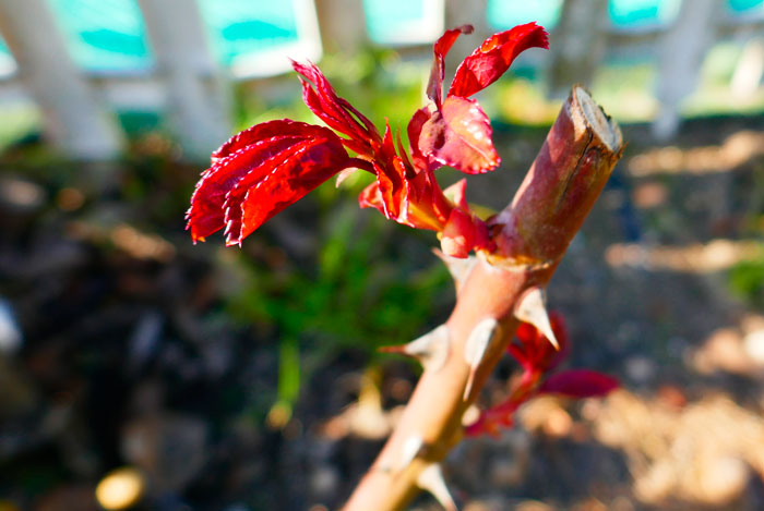 Brotes de rosal