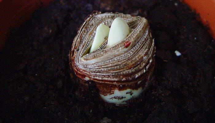 Bulbos de Hippeastrum