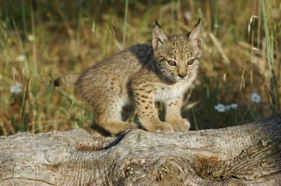 cachorro-de-lince-en-Doñana