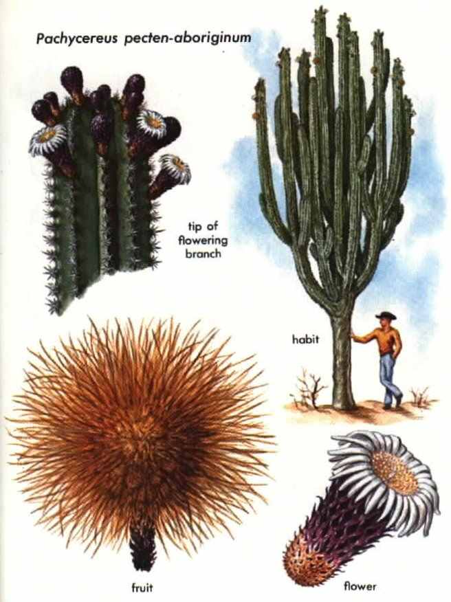 cactus-de-san-pedro