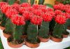 cactus injertados